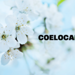 How to Identify Coelocaliente Species