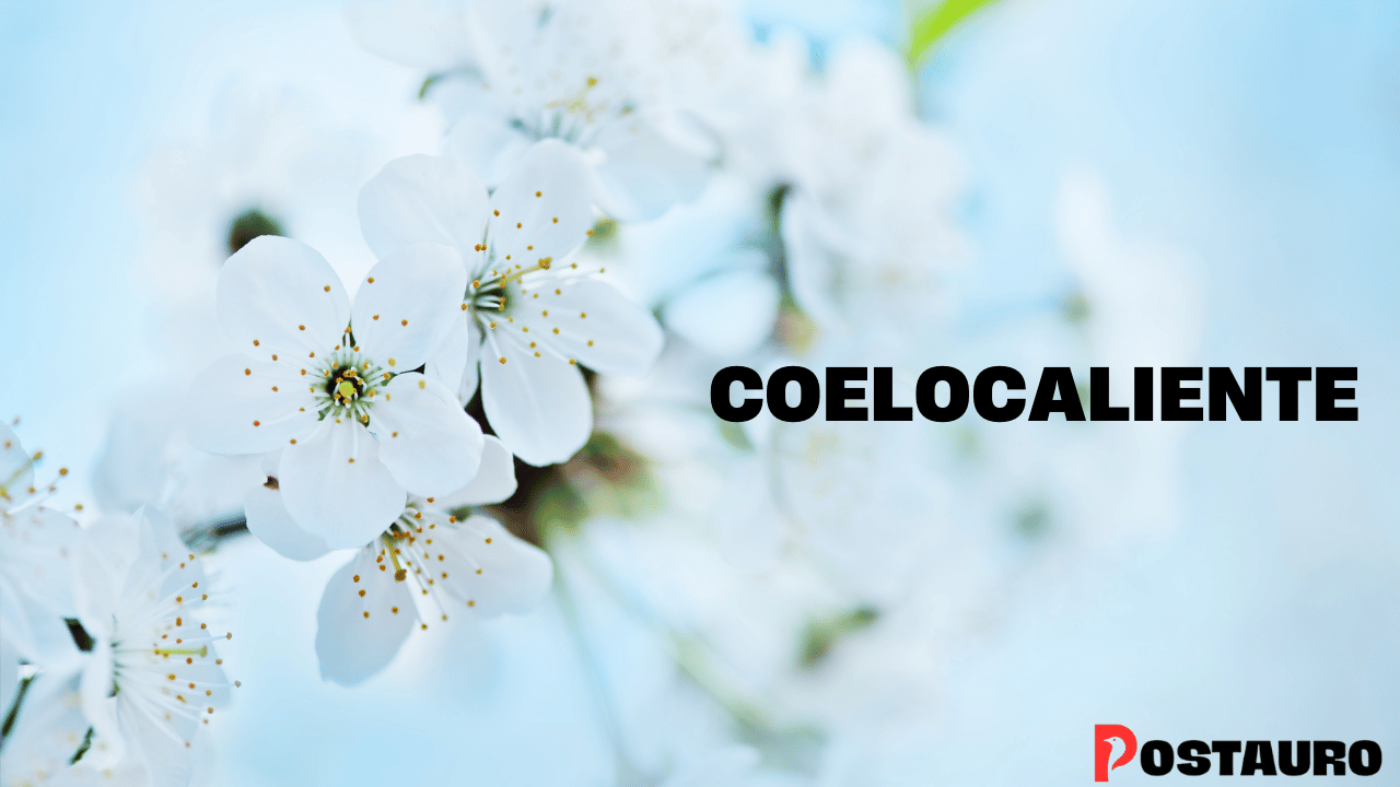 How to Identify Coelocaliente Species